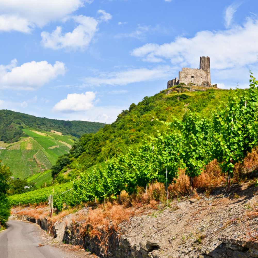 vineyard of Riesling in Germany