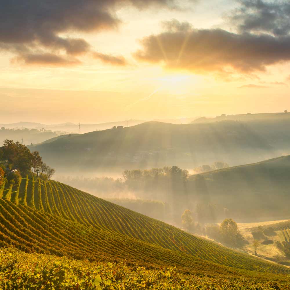 Vineyards of Piedmont Italy with sunsetting background